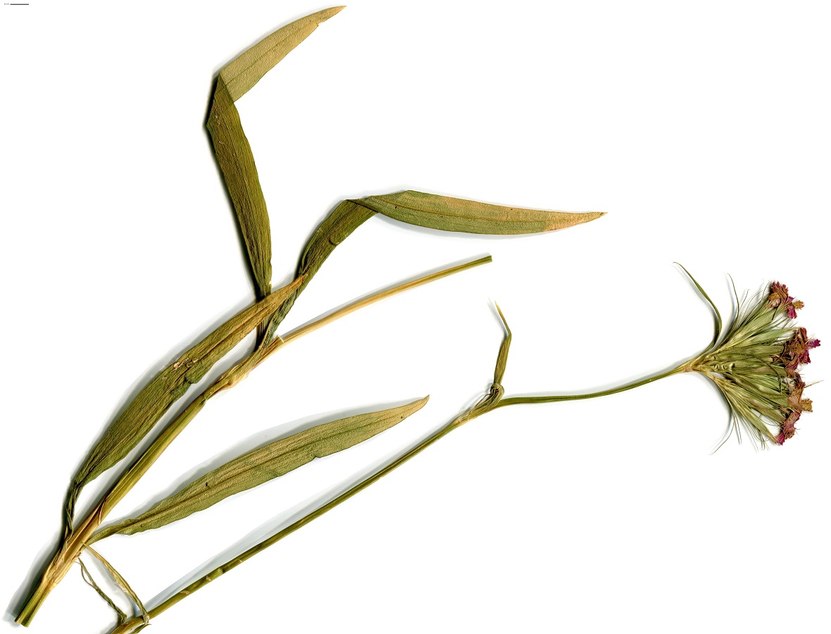 Dianthus barbatus (Caryophyllaceae)